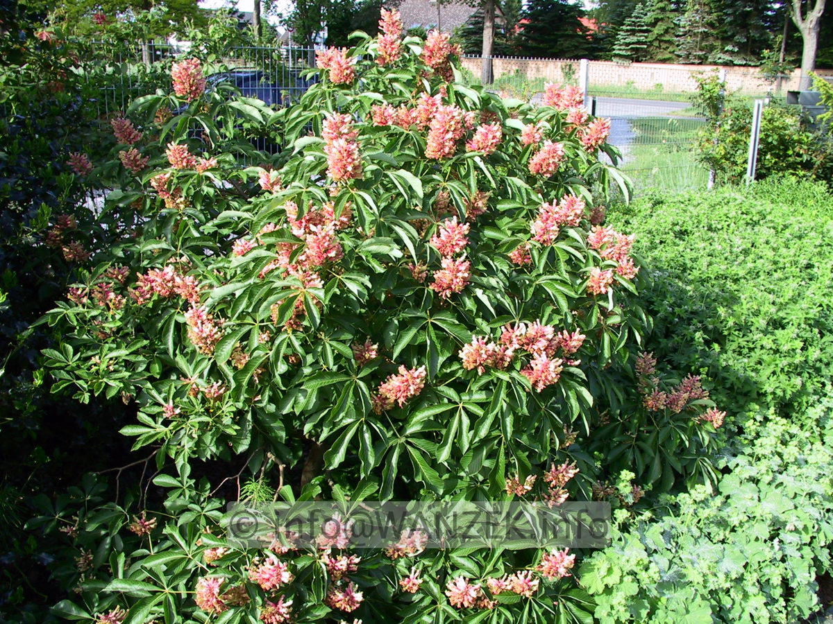 Aesculus pavia Koehnei - Busch 02.jpg